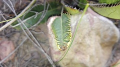 Alepidea capensis
