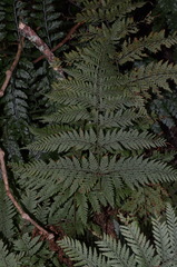 Leptolepia novae-zelandiae