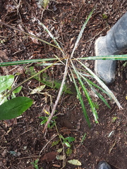 Pseudopanax crassifolius