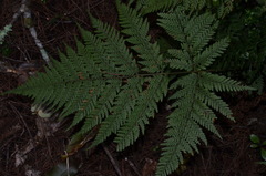 Leptolepia novae-zelandiae