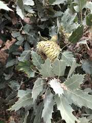 Quercus ithaburensis macrolepis