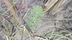 Eriospermum paradoxum