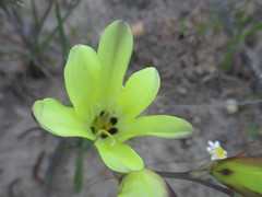Sparaxis grandiflora acutiloba
