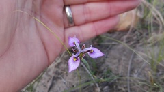 Moraea algoensis