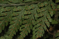 Leptolepia novae-zelandiae