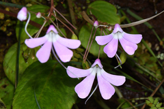 Impatiens acaulis