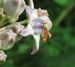 Ropalidia marginata marginata