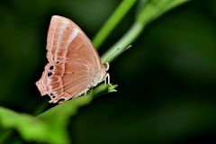 Abisara