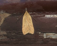 Dichomeris limosellus