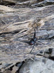 Latrodectus variolus