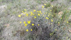 Helichrysum anomalum