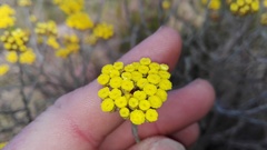 Helichrysum anomalum