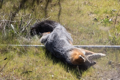 Urocyon cinereoargenteus californicus