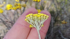 Helichrysum anomalum