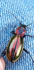 Carabus splendens