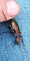 Carabus splendens