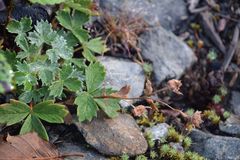 Potentilla × villosula