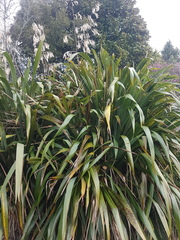 Phormium cookianum