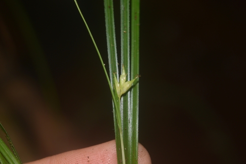 Carex macrandrolepis iNat (3)