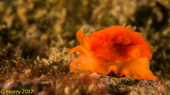 Berthellina delicata