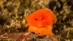 Berthellina delicata