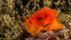 Berthellina delicata