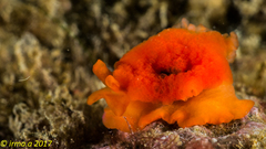 Berthellina delicata