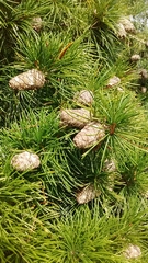 Sciadopitys verticillata