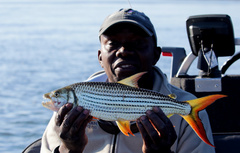Hydrocynus vittatus