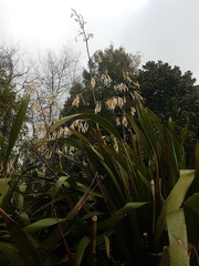 Phormium cookianum