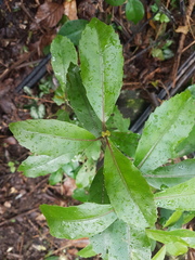 Hedycarya arborea