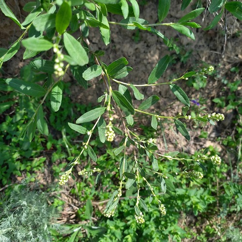 Atraphaxis muschketowii (Atraphaxis muschketowii)