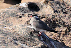 Glareola nuchalis nuchalis