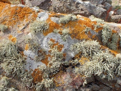 Ramalina cuspidata