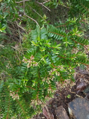 Veronica diosmifolia