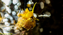 Epidendrium sordidum