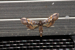 Hydriris ornatalis