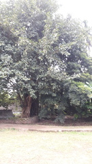 Madhuca longifolia