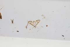 Cirrhochrista kosemponialis