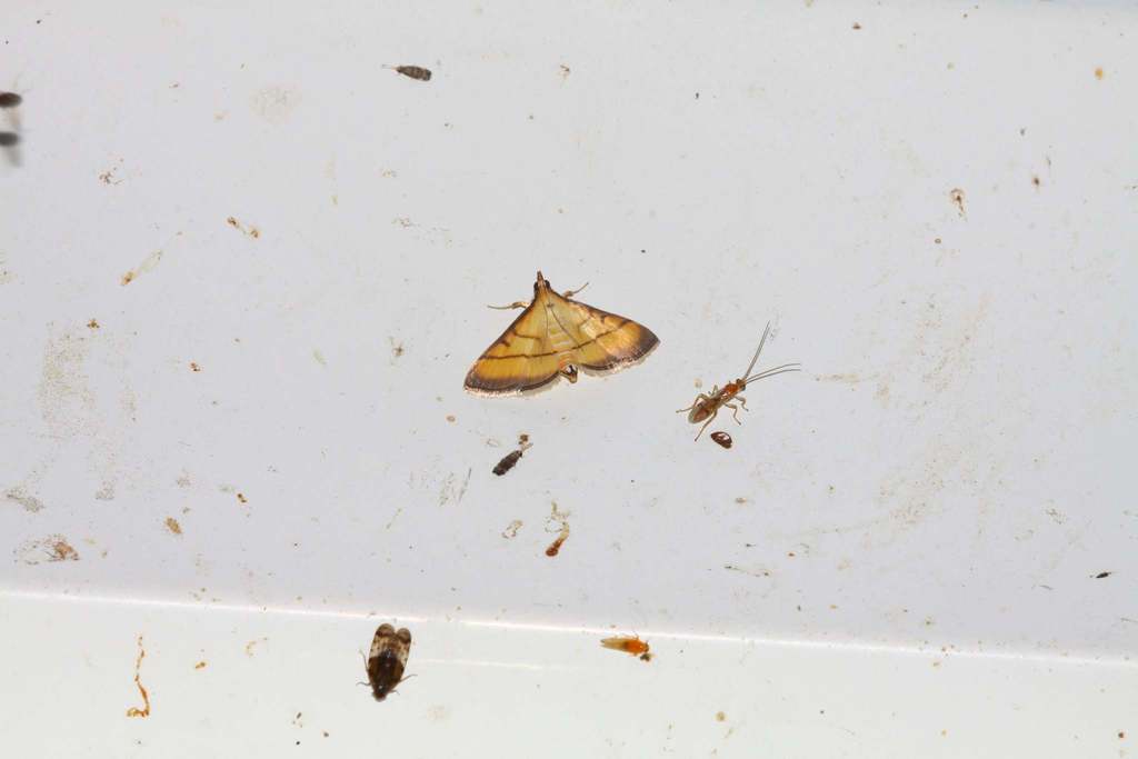 Cnaphalocrocis pauperalis
