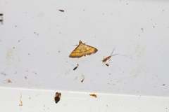 Cnaphalocrocis pauperalis