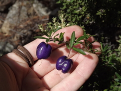 Billardiera longiflora