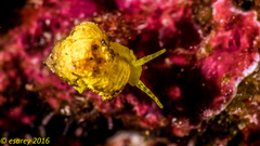 Epidendrium sordidum