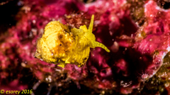 Epidendrium sordidum