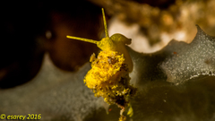 Epidendrium sordidum