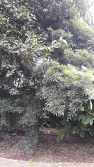 Madhuca longifolia