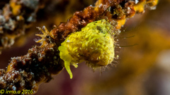 Epidendrium sordidum