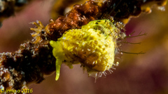 Epidendrium sordidum