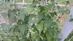 Fallopia convolvulus