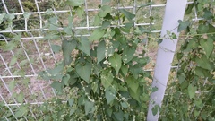 Fallopia convolvulus